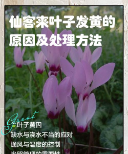 家里阳光不足怎么养花，选对植物种类，掌握养护技巧