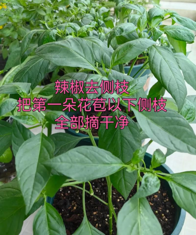 家里阳光不足怎么养花，选对植物种类，掌握养护技巧