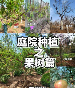 家里阳光不足怎么养花，选对植物种类，掌握养护技巧