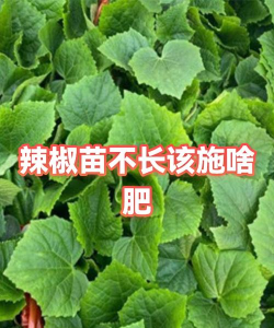 家里阳光不足怎么养花，选对植物种类，掌握养护技巧