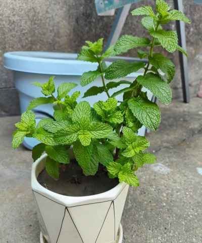 家里阳光不足怎么养花，选对植物种类，掌握养护技巧