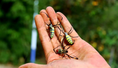家里阳光不足怎么养花，选对植物种类，掌握养护技巧
