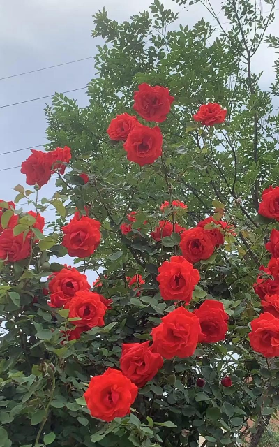 家里阳光不足怎么养花，选对植物种类，掌握养护技巧