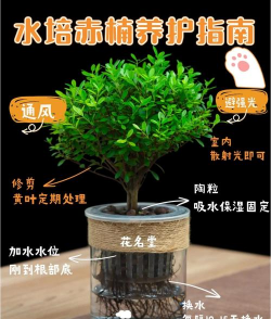 家里阳光不足怎么养花，选对植物种类，掌握养护技巧