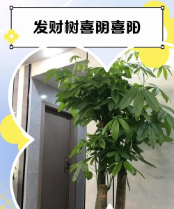 家里阳光不足怎么养花，选对植物种类，掌握养护技巧