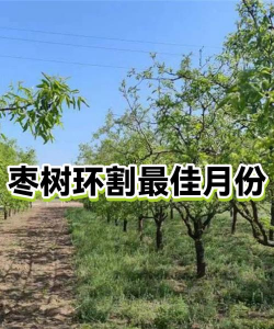 家里阳光不足怎么养花，选对植物种类，掌握养护技巧