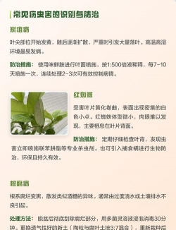 家里阳光不足怎么养花，选对植物种类，掌握养护技巧