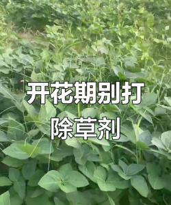 家里阳光不足怎么养花，选对植物种类，掌握养护技巧