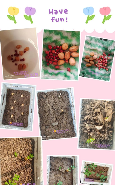 家里阳光不足怎么养花，选对植物种类，掌握养护技巧