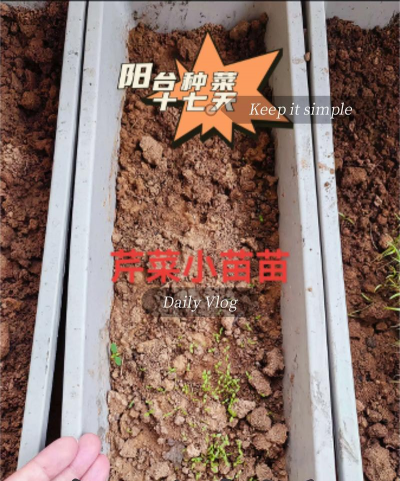 家里阳光不足怎么养花，选对植物种类，掌握养护技巧