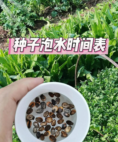 家里阳光不足怎么养花，选对植物种类，掌握养护技巧