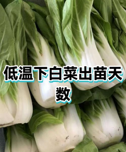 家里阳光不足怎么养花，选对植物种类，掌握养护技巧