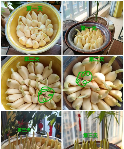 家里阳光不足怎么养花，选对植物种类，掌握养护技巧