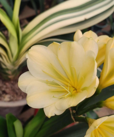 家里阳光不足怎么养花，选对植物种类，掌握养护技巧