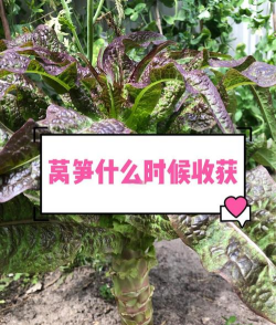 家里阳光不足怎么养花，选对植物种类，掌握养护技巧