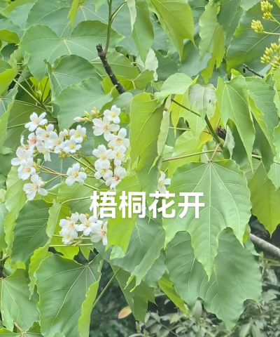 家里阳光不足怎么养花，选对植物种类，掌握养护技巧