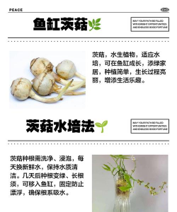 家里阳光不足怎么养花，选对植物种类，掌握养护技巧