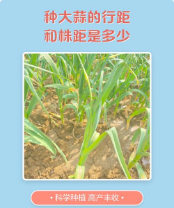 家里阳光不足怎么养花，选对植物种类，掌握养护技巧