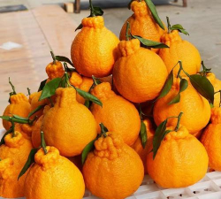 家里阳光不足怎么养花，选对植物种类，掌握养护技巧