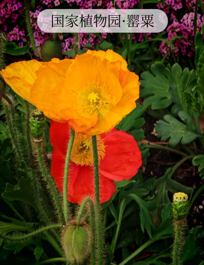 家里阳光不足怎么养花，选对植物种类，掌握养护技巧