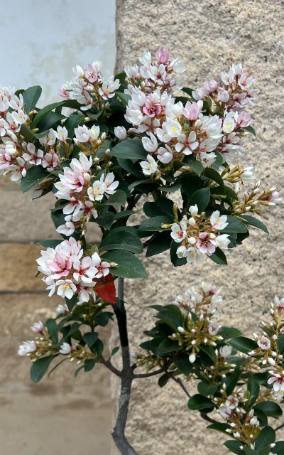 家里阳光不足怎么养花，选对植物种类，掌握养护技巧