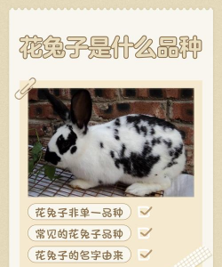 家里阳光不足怎么养花，选对植物种类，掌握养护技巧