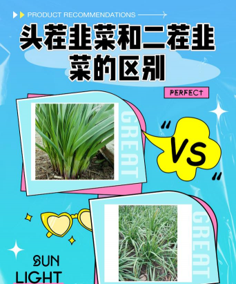 家里阳光不足怎么养花，选对植物种类，掌握养护技巧