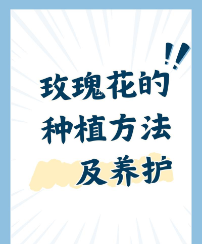 种植花玫瑰花怎么种植 种植花玫瑰花怎么种植