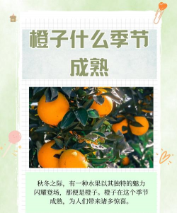 家里阳光不足怎么养花，选对植物种类，掌握养护技巧