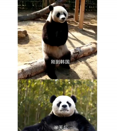 家里阳光不足怎么养花，选对植物种类，掌握养护技巧