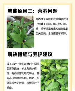 家里阳光不足怎么养花，选对植物种类，掌握养护技巧