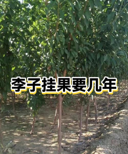 家里阳光不足怎么养花，选对植物种类，掌握养护技巧