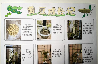 家里阳光不足怎么养花，选对植物种类，掌握养护技巧