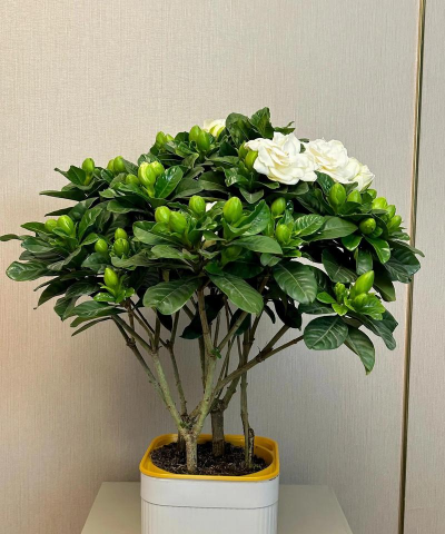 家里阳光不足怎么养花，选对植物种类，掌握养护技巧