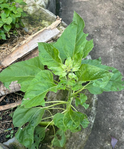 家里阳光不足怎么养花，选对植物种类，掌握养护技巧