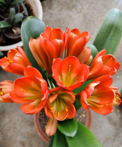 家里阳光不足怎么养花，选对植物种类，掌握养护技巧