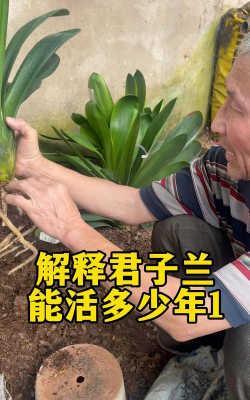 家里阳光不足怎么养花，选对植物种类，掌握养护技巧