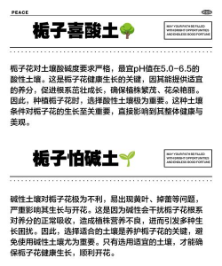 家里阳光不足怎么养花，选对植物种类，掌握养护技巧