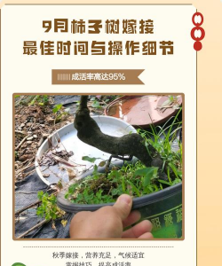 家里阳光不足怎么养花，选对植物种类，掌握养护技巧