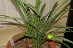 家里阳光不足怎么养花，选对植物种类，掌握养护技巧