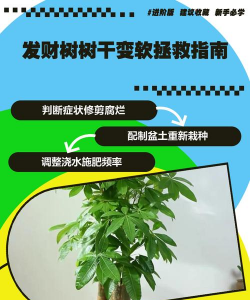 家里阳光不足怎么养花，选对植物种类，掌握养护技巧