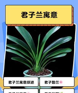 家里阳光不足怎么养花，选对植物种类，掌握养护技巧