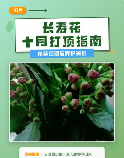家里阳光不足怎么养花，选对植物种类，掌握养护技巧