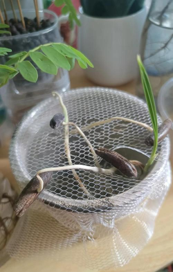 家里阳光不足怎么养花，选对植物种类，掌握养护技巧