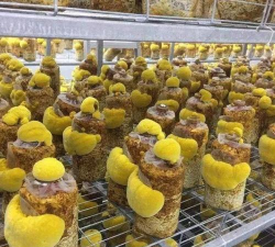 家里阳光不足怎么养花，选对植物种类，掌握养护技巧