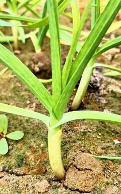 家里阳光不足怎么养花，选对植物种类，掌握养护技巧