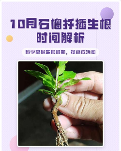 家里阳光不足怎么养花，选对植物种类，掌握养护技巧