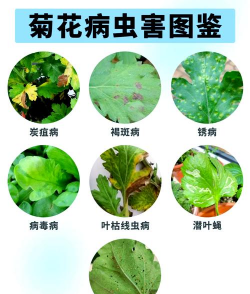 家里阳光不足怎么养花，选对植物种类，掌握养护技巧