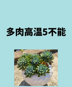 家里阳光不足怎么养花，选对植物种类，掌握养护技巧