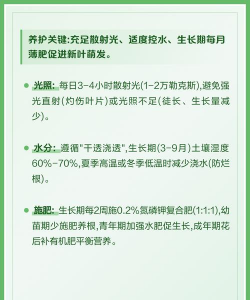 家里阳光不足怎么养花，选对植物种类，掌握养护技巧